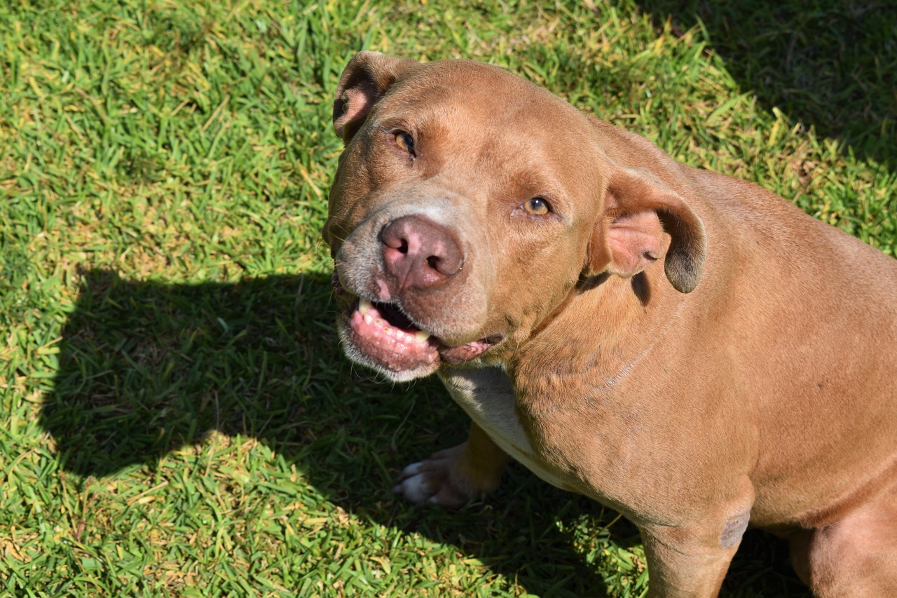 An American Pit Bull Terrier